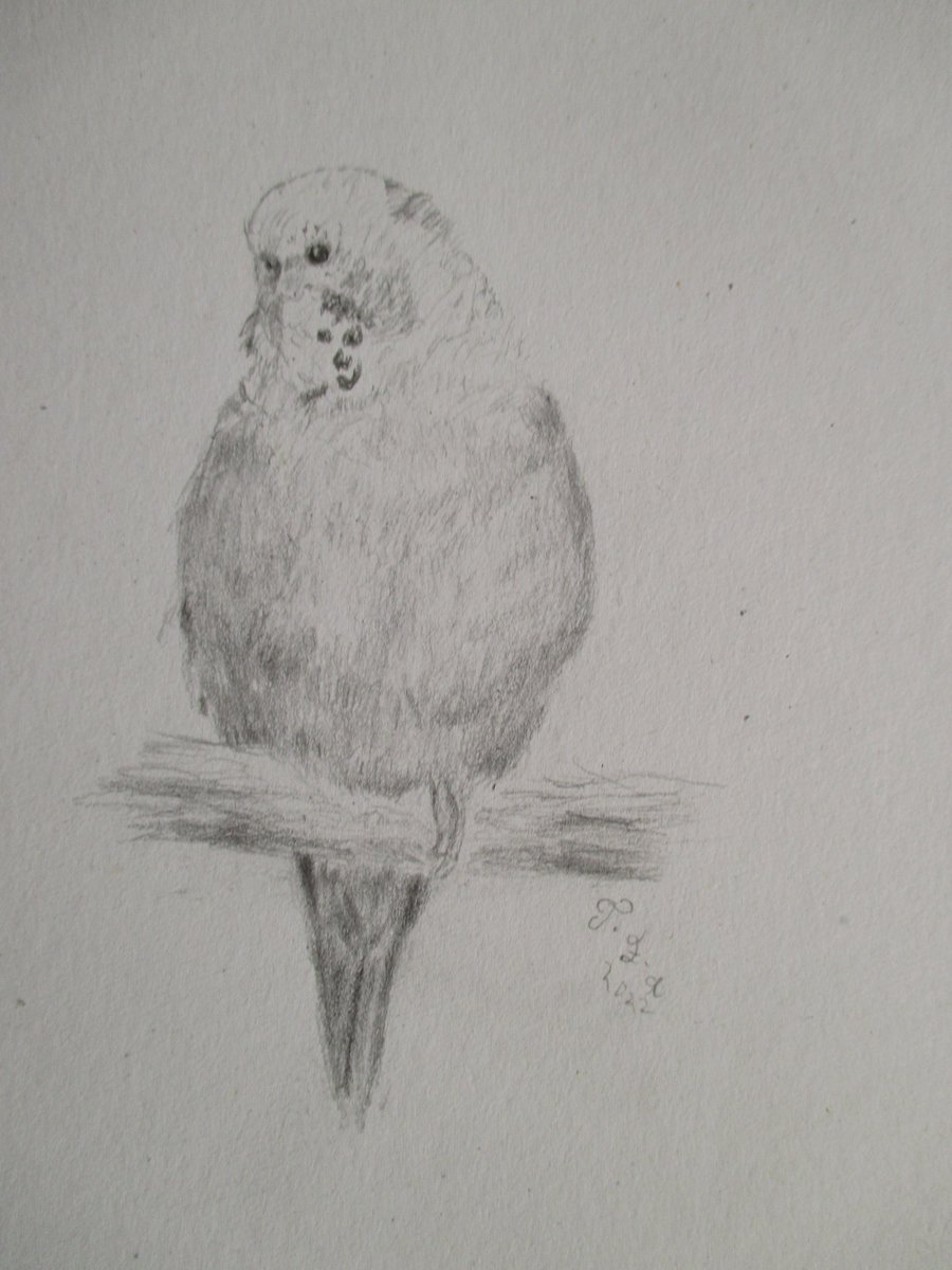 shadowgeiko's tweet photo. My portrait of our darling Belle :) I used pencil, and took me aroiund a week to complete. 
#budgies #birdart #pencil #portrait #handdrawn #birds #pencilart #pinkpigsletchbooks https://t.co/QSbrwnKWeZ