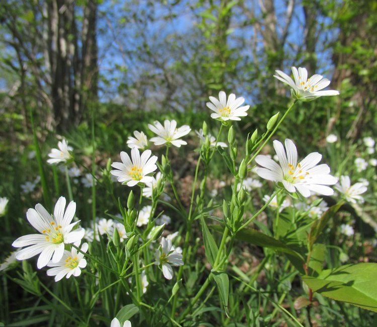 MariaHeukers's tweet photo. Grote muur, veel gezien #drentscheaa 
Stellaria holostea #grotemuur #wildflowerhour #WildflowerHourNL https://t.co/9Pl9UwLeS7