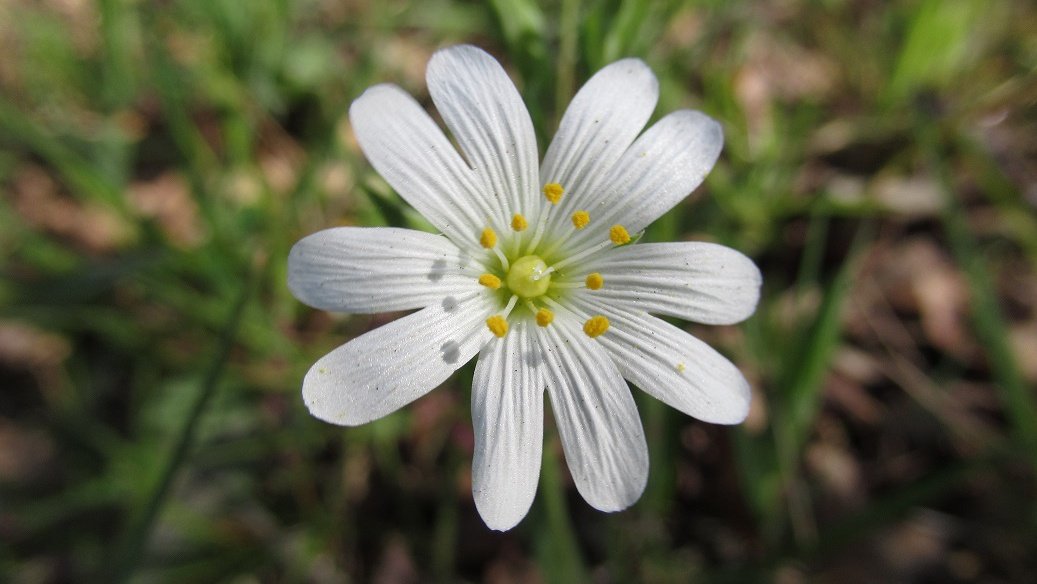 MariaHeukers's tweet photo. Grote muur, veel gezien #drentscheaa 
Stellaria holostea #grotemuur #wildflowerhour #WildflowerHourNL https://t.co/9Pl9UwLeS7