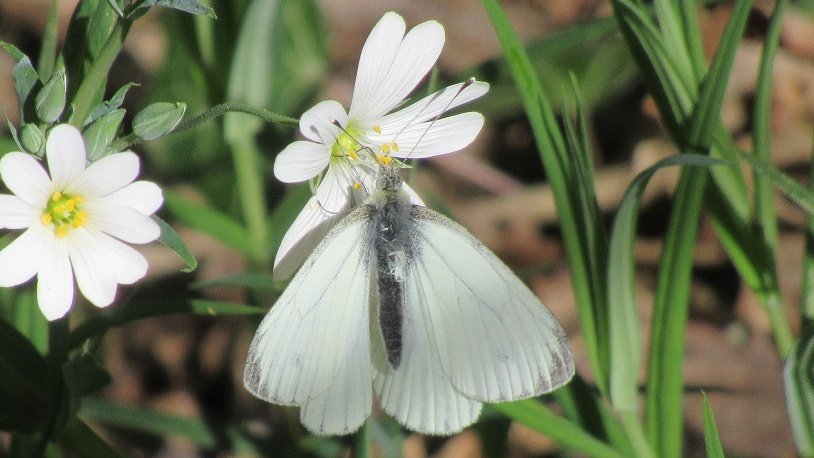 MariaHeukers's tweet photo. Grote muur, veel gezien #drentscheaa 
Stellaria holostea #grotemuur #wildflowerhour #WildflowerHourNL https://t.co/9Pl9UwLeS7