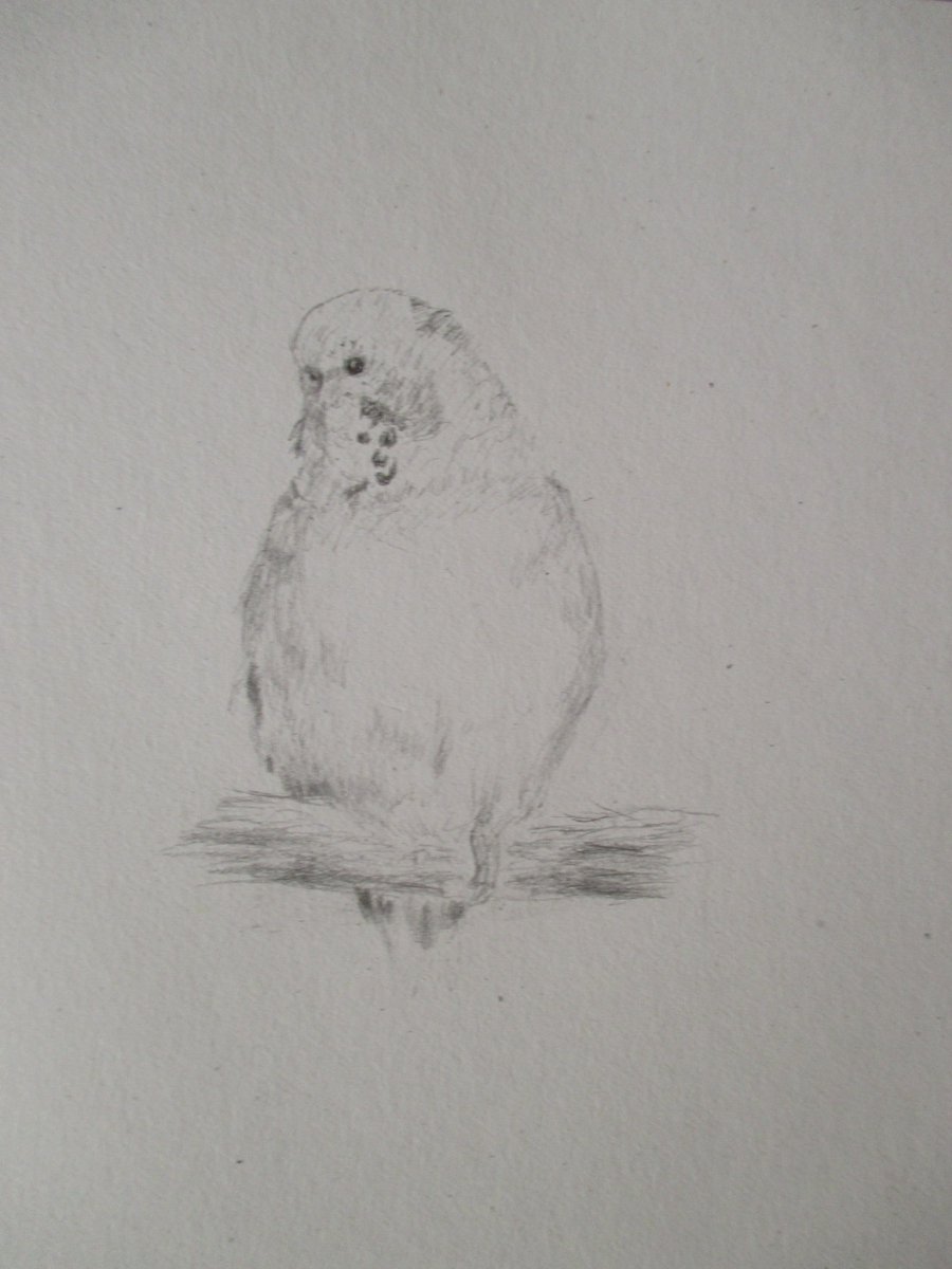 shadowgeiko's tweet photo. My portrait of our darling Belle :) I used pencil, and took me aroiund a week to complete. 
#budgies #birdart #pencil #portrait #handdrawn #birds #pencilart #pinkpigsletchbooks https://t.co/QSbrwnKWeZ
