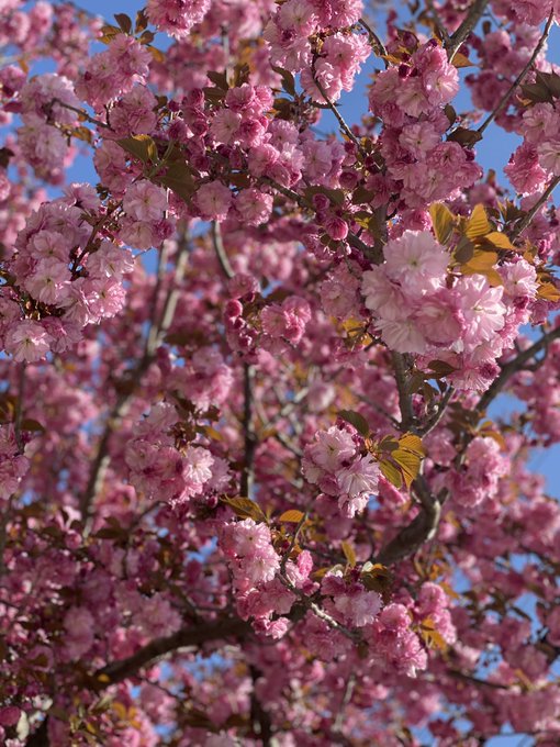Spring has sprung where I am from!! https://t.co/bJGglk11My<a href="/tag/clip"class="tags"><span>#clip</span></a><a href="/tag/blackmailfantasy"class="tags"><span>#blackmailfantasy</span></a>