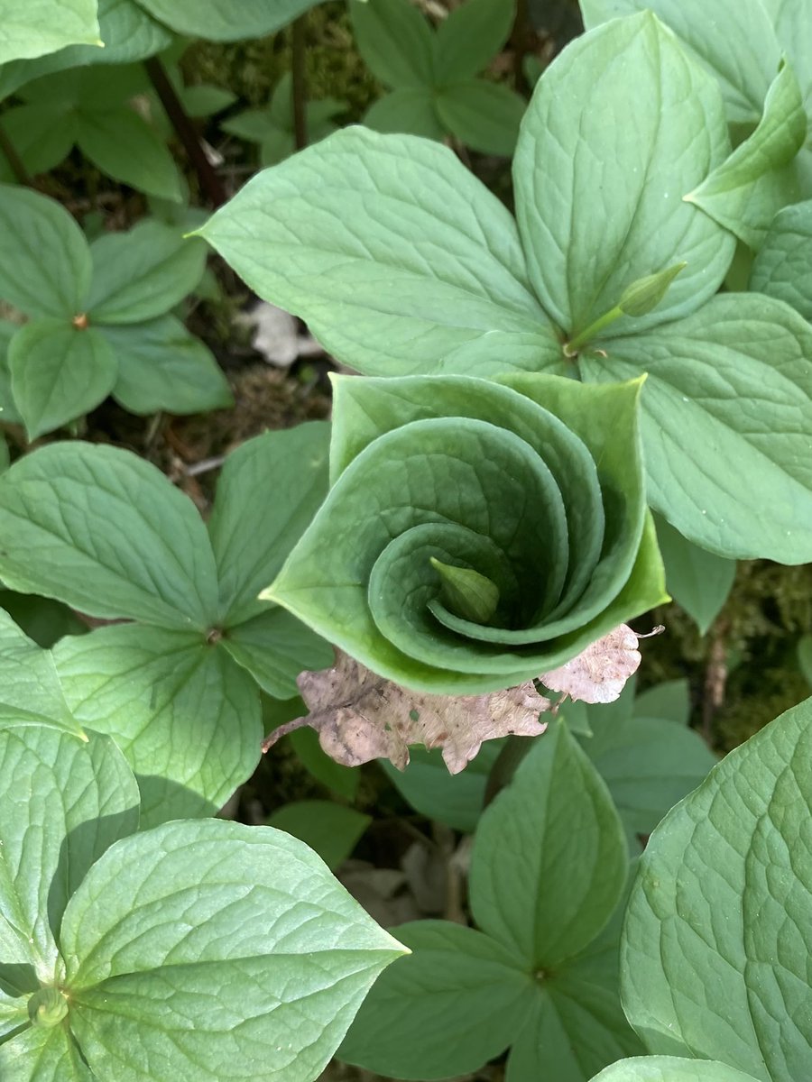 SusanClough9's tweet photo. Paris quadrupoles - true lovers knot seems tightened with a fragile oak leaf. Also pink white wood sorrel #wildflowerhour https://t.co/l6NsDuv6eL