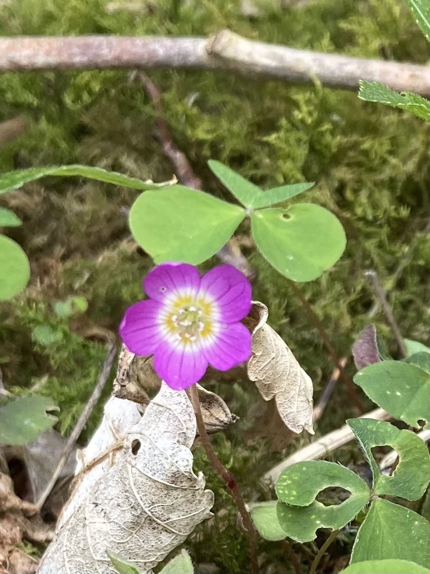 SusanClough9's tweet photo. Paris quadrupoles - true lovers knot seems tightened with a fragile oak leaf. Also pink white wood sorrel #wildflowerhour https://t.co/l6NsDuv6eL