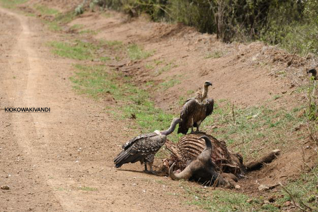 Dear @kwskenya, is there anything we need to know about the deaths of these buffaloes at the #LakeNakuruNationalPark? They don't look natural. Are they? @Keriako_tobioko <a href="/BBCAfrica/">BBC News Africa</a> <a href="/KTNNewsKE/">KTN News</a> <a href="/ntvkenya/">NTV Kenya</a> <a href="/citizentvkenya/">Citizen TV Kenya</a> <a href="/paulakahumbu/">Paula Kahumbu</a> 
#CarcusForHounds