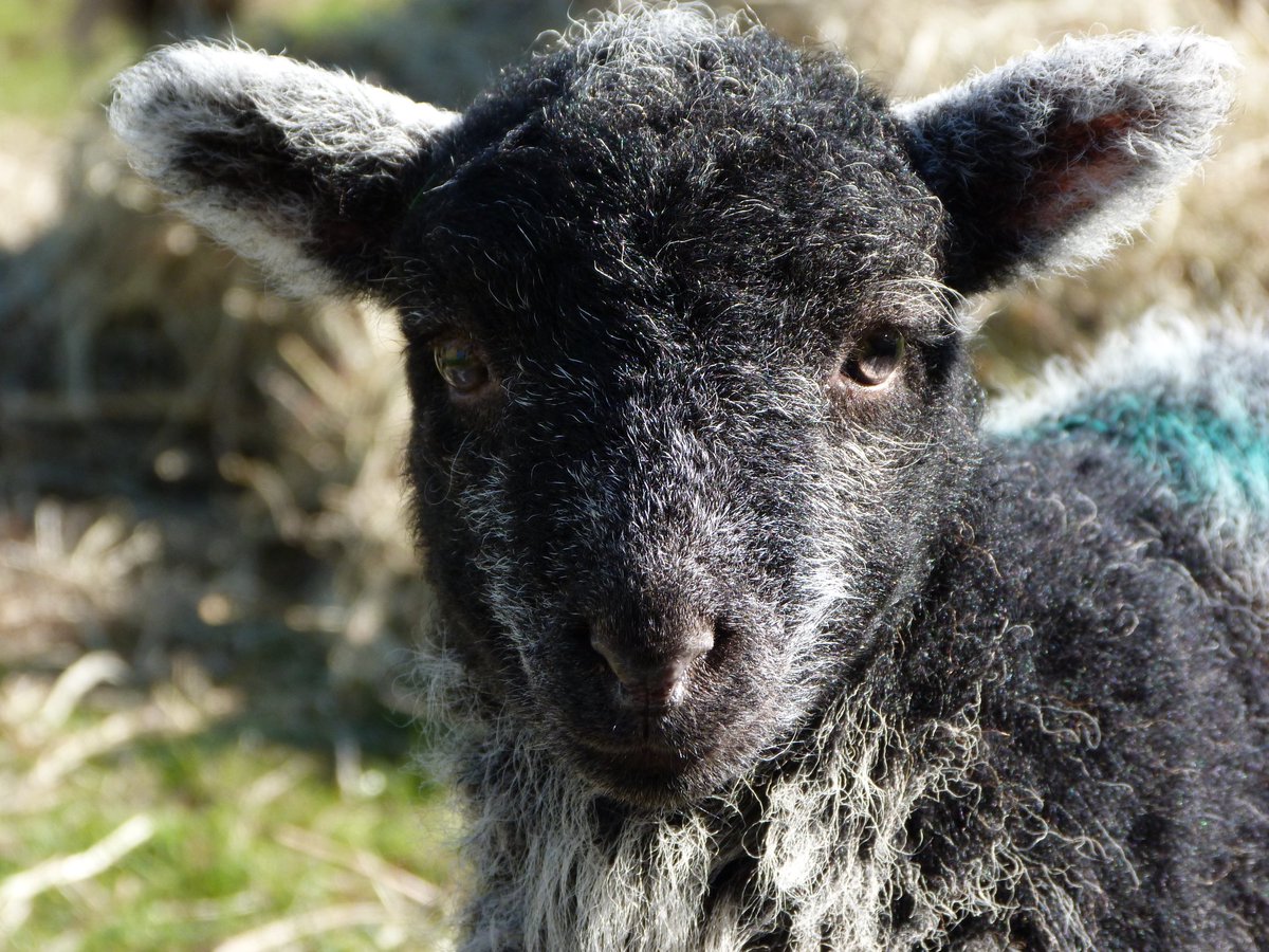 JK7Photography's tweet photo. The cutest wee #Herdwick lamb born so far...they're all cute of course 🤩 https://t.co/gTQP71jmqc