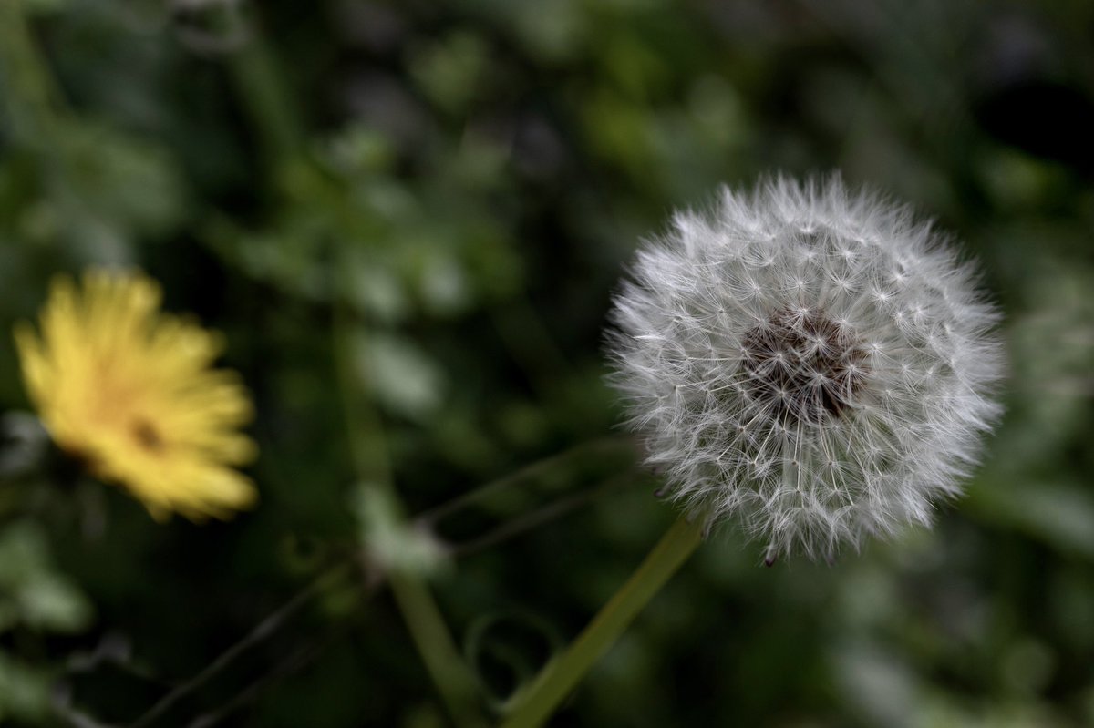edie_pus's tweet photo. Before and after 🌼
.
#InternationalDayoftheDandelion #dandelion #WildflowerHour https://t.co/VYe2J5QqjP