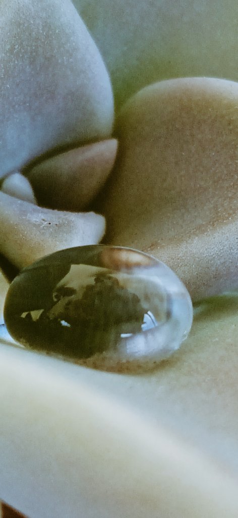 MittyOta1's tweet photo. #photography #water #plant #drop https://t.co/eXHUCLEEsT