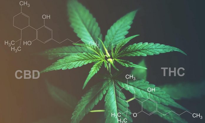 The Perfect CBD To THC Ratio? This Is What A New Study Suggests.

thefreshtoast.com/cannabis/the-p… via <a href="/getfreshtoast/">The Fresh Toast</a>