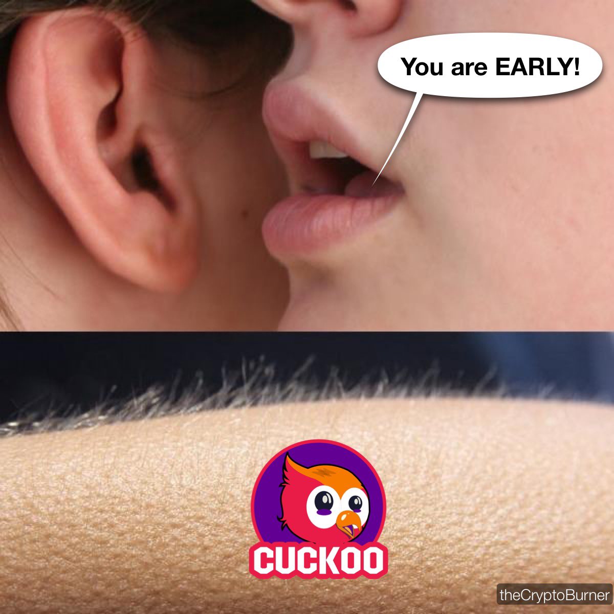 theCryptoBurner's tweet photo. @CuckooToken #ETH #presale https://t.co/cMdoavJJlH