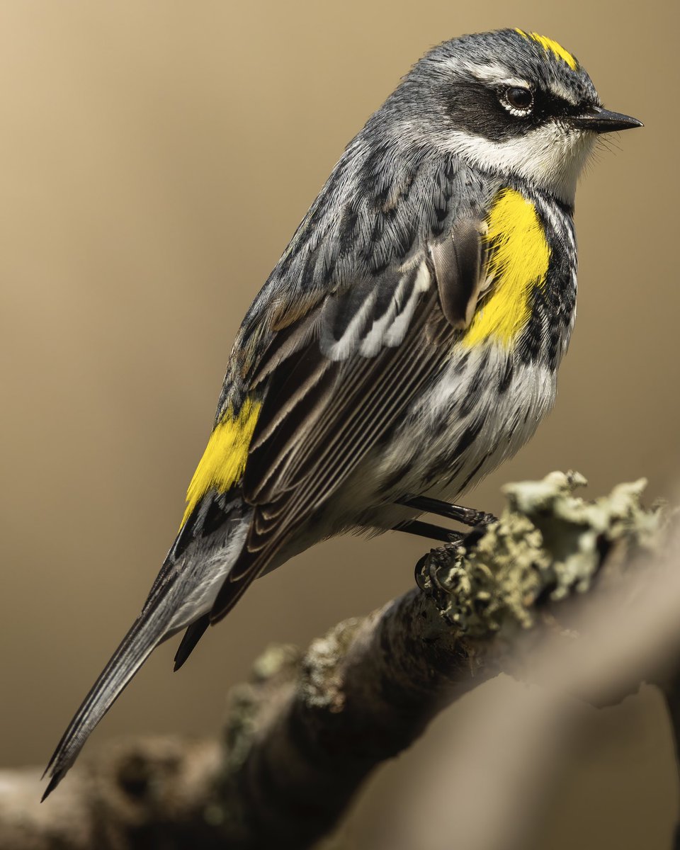 YELLOW-RUMPED WARBLER. The males look so gorgeous this time of year with those nearly fluorescent yellow patches and bold patterns!