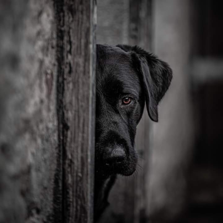 Isle Of Man Prison Dog Section tweet media