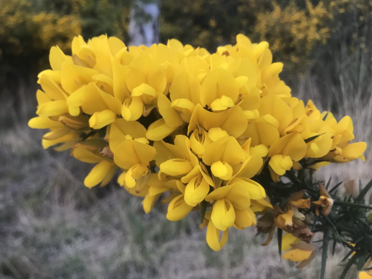 Muse5aday's tweet photo. Lovely walk this evening, saw 18 deer and a fox and were serenaded by the birds and completed the sensory overload with the coconut smell of the wonderful gorse
#notice #museum5aday https://t.co/mLybDDf7FY