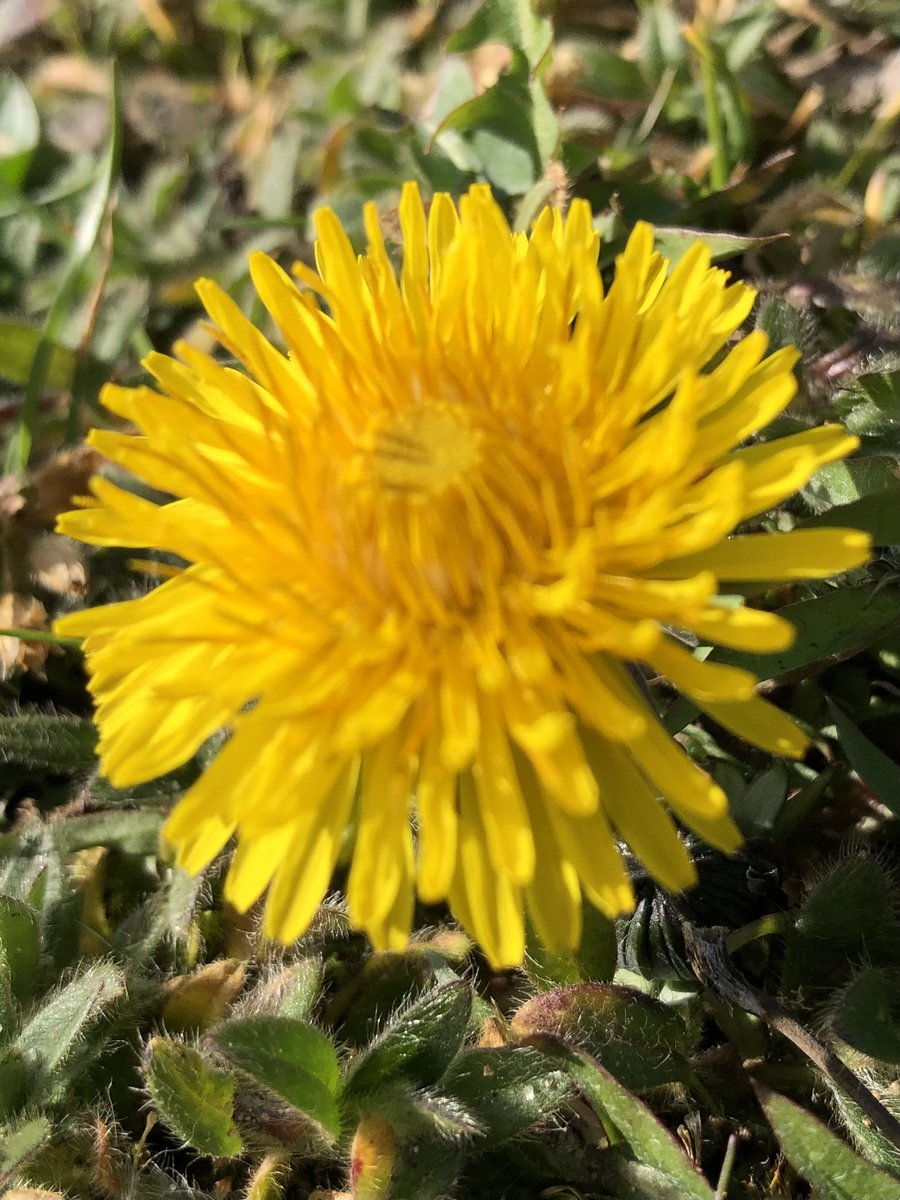 LozzaDozzer's tweet photo. Fill your day with sunshine #InternationalDayoftheDandelion @wildflower_hour @wildlifebcn #dandelions #natureisamazing https://t.co/N7Vp6TGcLP