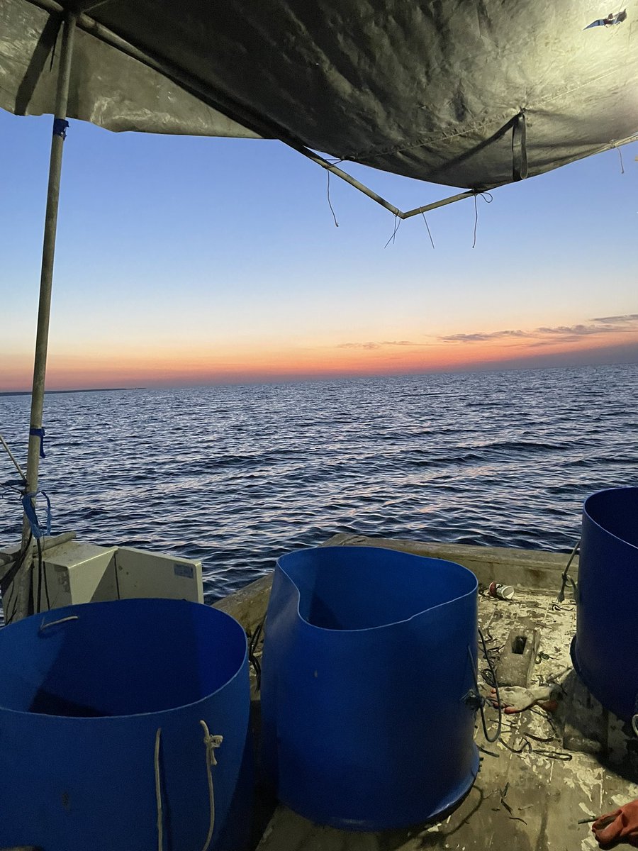 GiuliaLuerti's tweet photo. Started working on my MSc research project on #dolphins net #depredation behavior in Cyprus with @spot_turtles @ExeterMarine @MarineVertsMSc 🌊💙🐬 nothing beats a sunrise from a fishing boat https://t.co/uhj9hya1sP