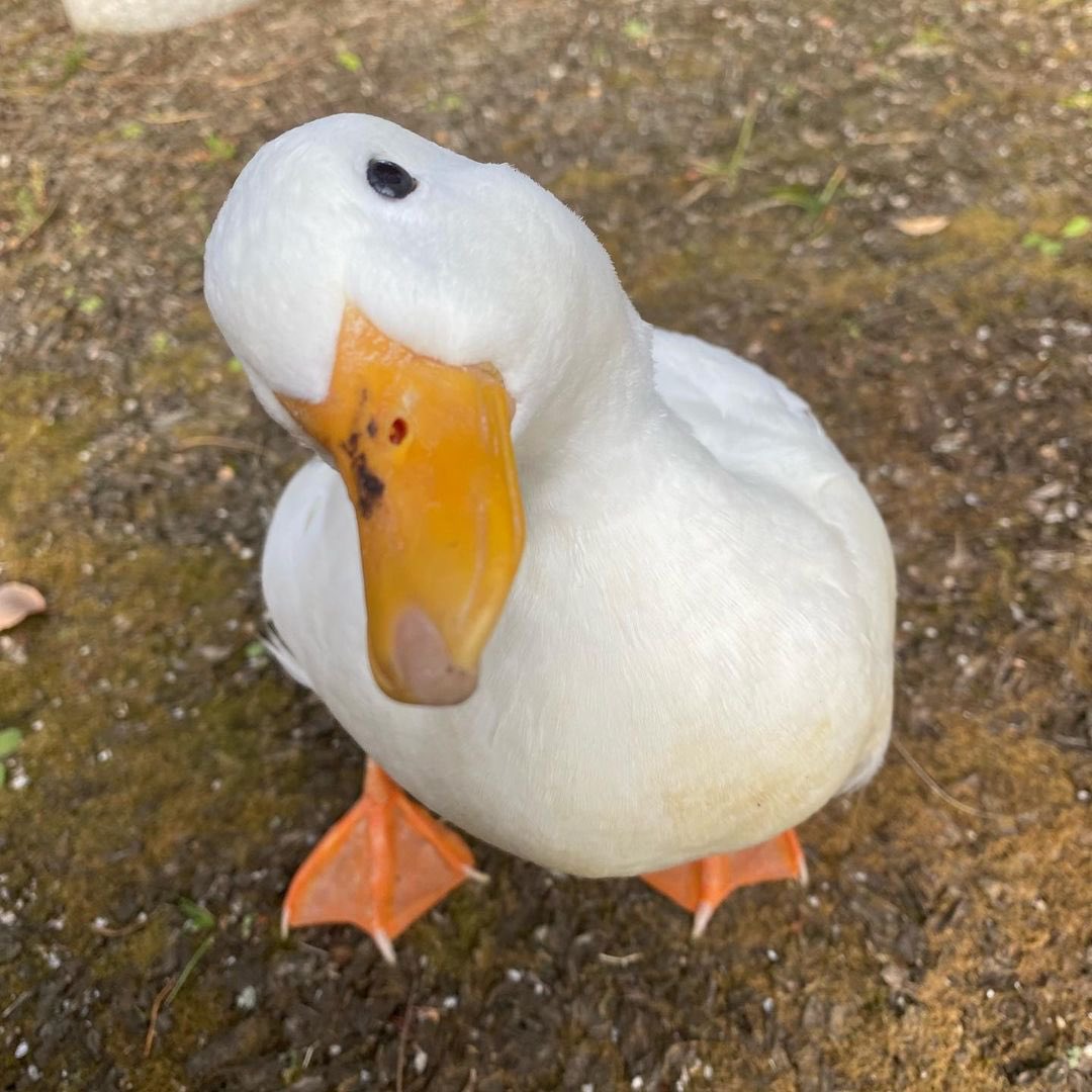 daily_quack's tweet photo. #DailyQuack 51 https://t.co/sjA2OELY20