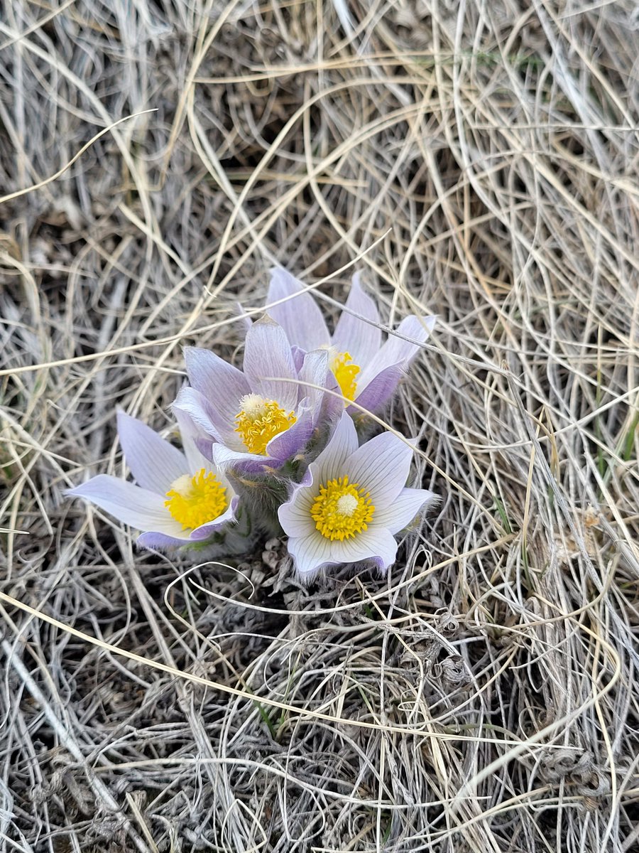 merlemassie's tweet photo. IT'S FINALLY SPRING! #Crocus2022 and the neighborhood bees found them already! https://t.co/8MIBxkjIy2