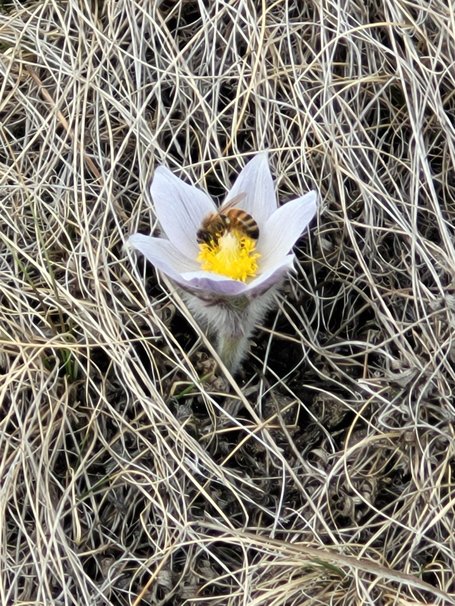 merlemassie's tweet photo. IT'S FINALLY SPRING! #Crocus2022 and the neighborhood bees found them already! https://t.co/8MIBxkjIy2