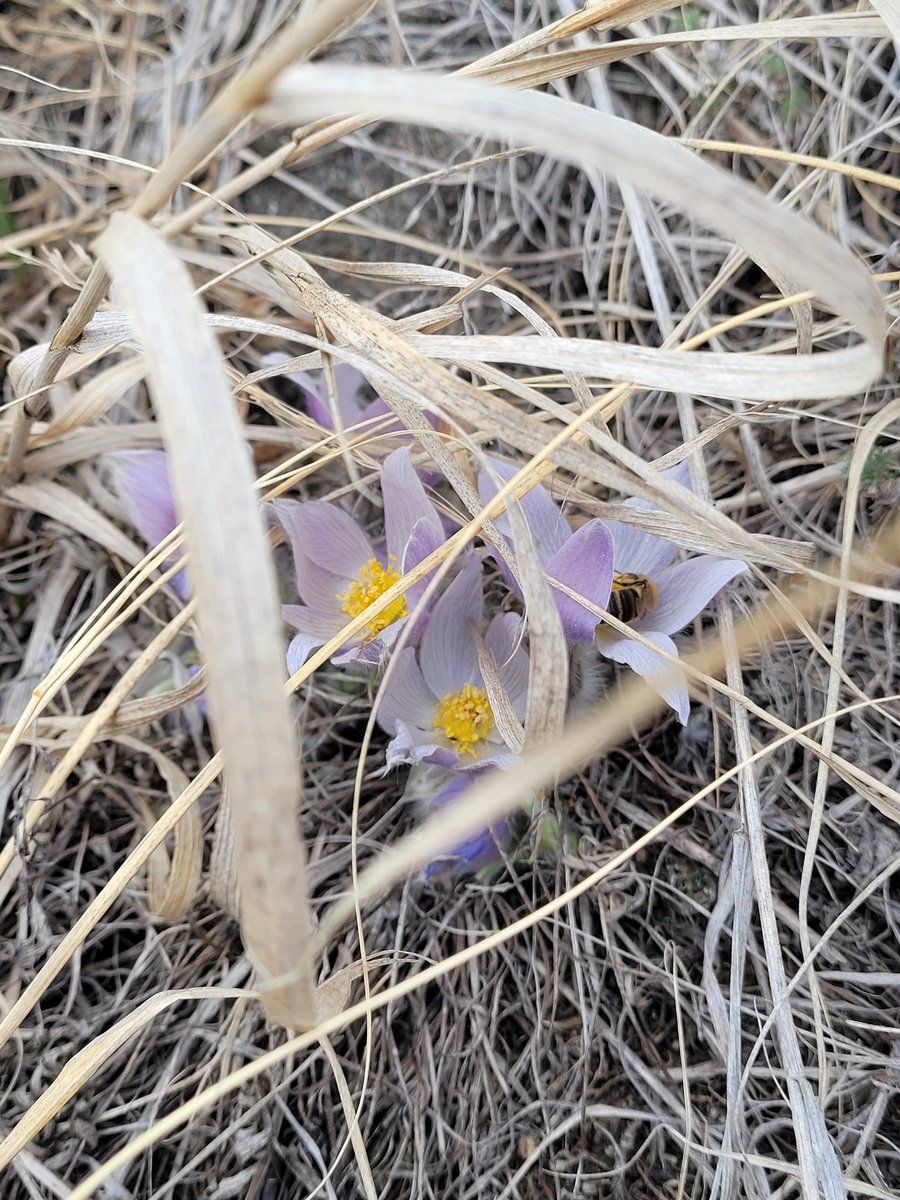 merlemassie's tweet photo. IT'S FINALLY SPRING! #Crocus2022 and the neighborhood bees found them already! https://t.co/8MIBxkjIy2