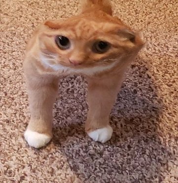 cats being scrunched tweet media