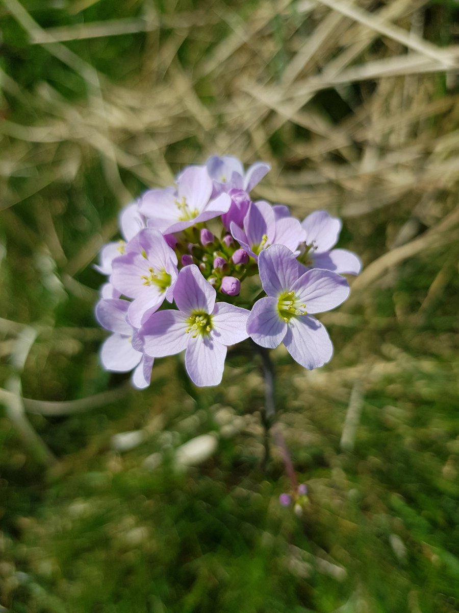 KJEMorton's tweet photo. #wildflowerhour #wildflowerID. This lovely thing from L-Moor in Shepreth South Cambridgeshire https://t.co/KnYacrRbRz