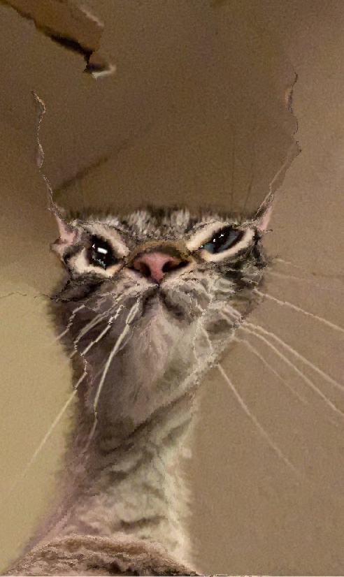cats being scrunched tweet media