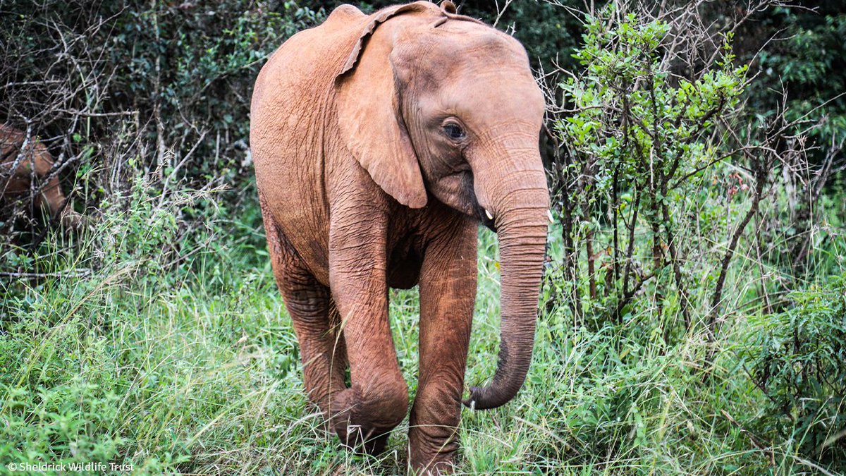 Sheldrick Wildlife Trust tweet media