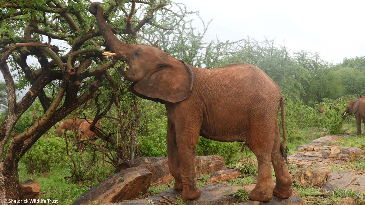Sheldrick Wildlife Trust (@sheldricktrust) on Twitter photo Five years ago, we were called to rescue milk-dependent Malkia. Her mother died during a dry season and she would have never survived without help. Currently being raised in our care, she is thriving. Your donations made this possible! #animalrescue Five years ago, we were called to rescue milk-dependent Malkia. Her mother died during a dry season and she would have never survived without help. Currently being raised in our care, she is thriving. Your donations made this possible! #animalrescue