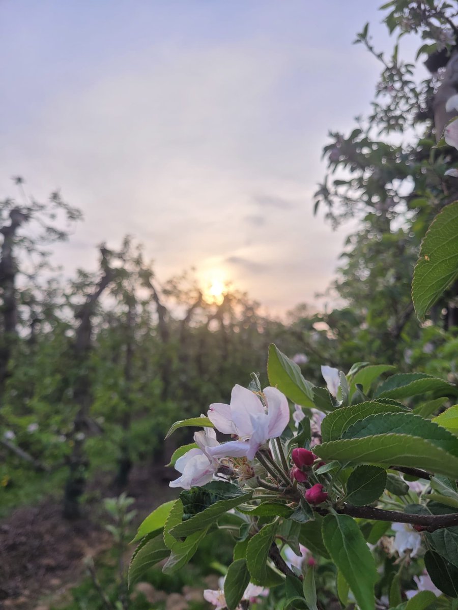 barryvboekel's tweet photo. Wie sjoen Zuid-Limburg is.

#magnifiekzuidlimburg
#zuidlimburg
#wandelverenigingvilt
#bloesem
#wandelen 
#hiking
#heuvellandschap https://t.co/vcQSlIA7bH