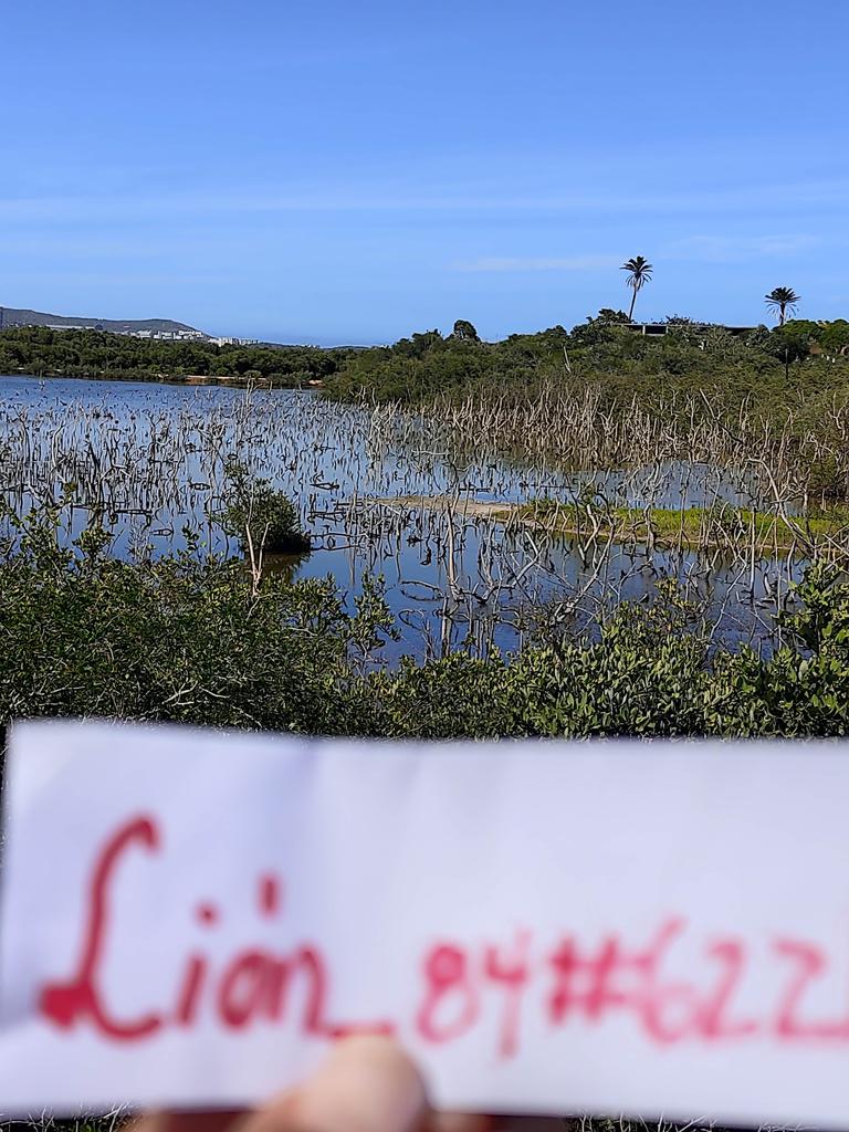 Lion_8484's tweet photo. Cuidemos nuestros espacios naturales, demos amor a nuestro planeta. Participa con   $Banano  para cuidar nuestro #BananoPlanet y celebrar el  #DiaDeLaTierra #CuidaElMedioAmbiente #Foto disfruta los manglares Laguna de la caracola   #Paisajes #margarita #Venezuela https://t.co/iQsuXhNACS