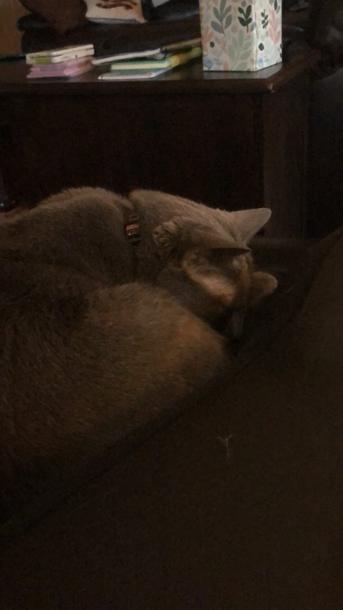 kitsunasaur's tweet photo. I can’t refuse her. Sat down to wait for my coffee machine to finish its cleaning process when she demanded snuggles. #catproblem #millenialparentproblems #whatisproductivity https://t.co/nBYtPrXJ9t