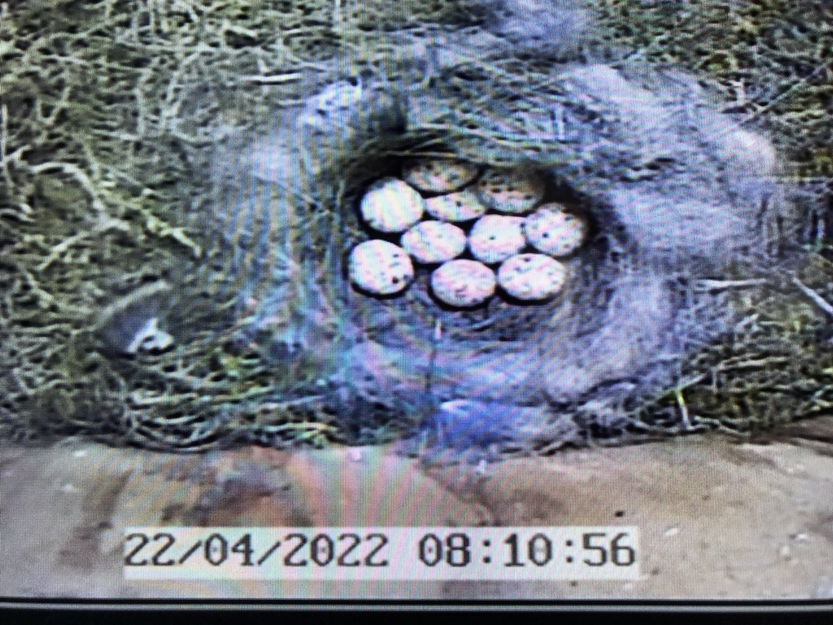 LozzaDozzer's tweet photo. New families in the making..good luck little ones 🥰 #greattit #bluetit #jackdaw @wildlifebcn  #natureisamazing https://t.co/TGkbnXXMWl