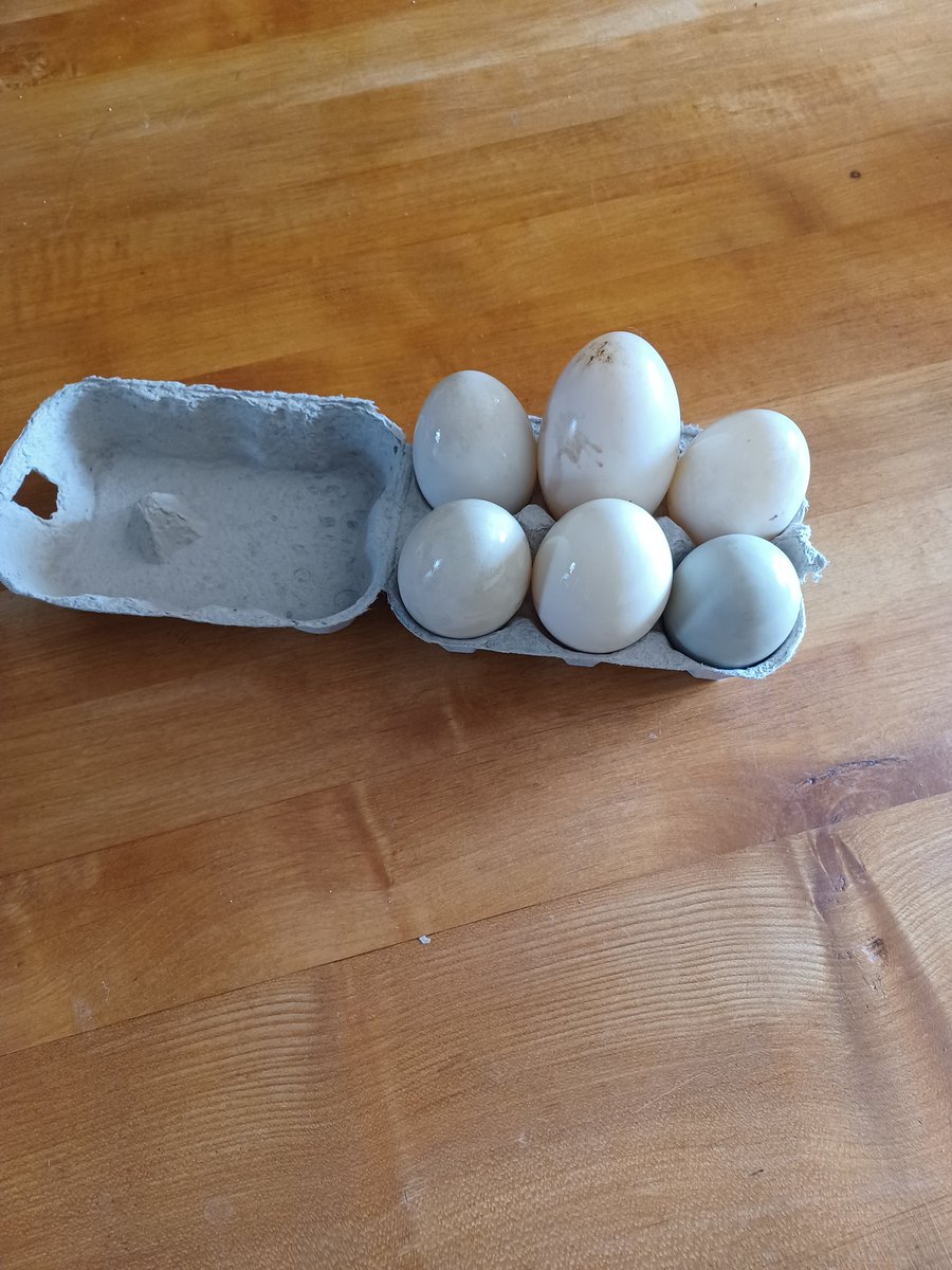 cledanvalley's tweet photo. Duck eggs! Our guests are usually treated to a Welcome box of eggs from our own chickens / ducks. https://t.co/8L85kCGylC