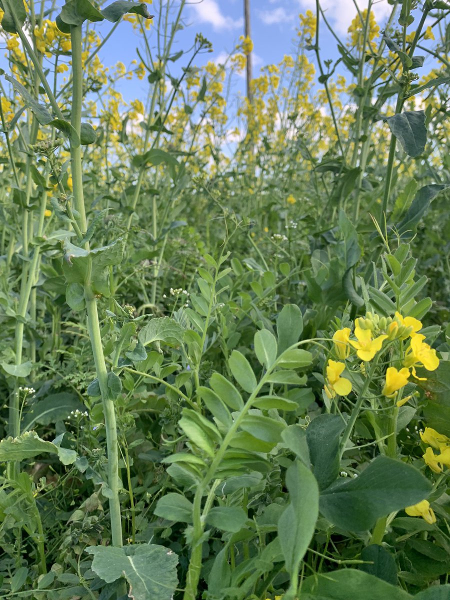 TomTierney18's tweet photo. This WOSR crop has a companion crop in the understory of berseem clover, vetch &amp; phacili.  No herbicides, fungicides or PGR. Only 85 units of N. #baseireland  @TeagascCrops @TeagascSignpost @PollinatorPlan https://t.co/s86oXgyKli