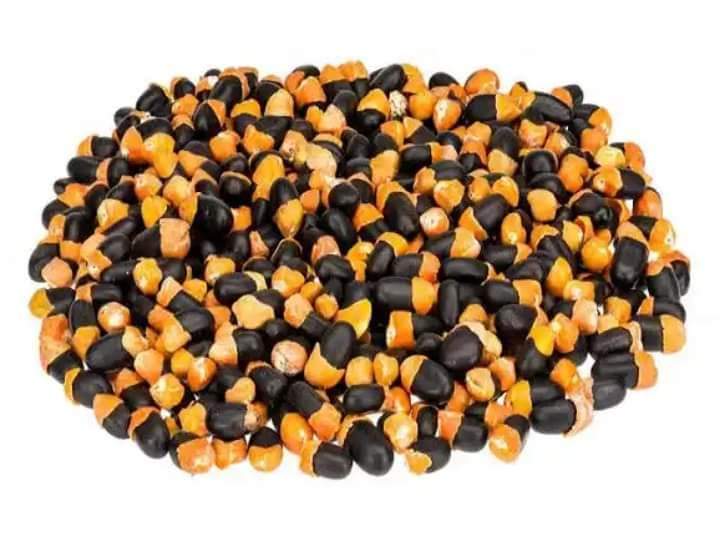 maazi_ogbonnaya's tweet image. In the course of all my travels across Igbo land, I have been curating many things, including Igbo seeds for soup which have gone almost extinct.

We are losing a whole lot as a people. Our identity.

I am sure many people don't even know these things here or their names.