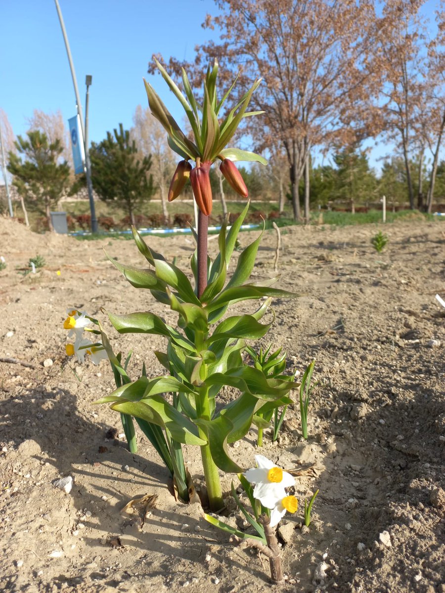 fevziozgokce's tweet photo. #Van ve çevresi #Geofit avcılığı devam ediyor...
#Tulipa #Fritillaria #Narcissus #Biebersteinia
#Muscari #Bellevalia #Allium #Crocus
#VanYYÜBotanikBahçesi
#VanYYUBotanicalGarden https://t.co/X16gLrbiJo
