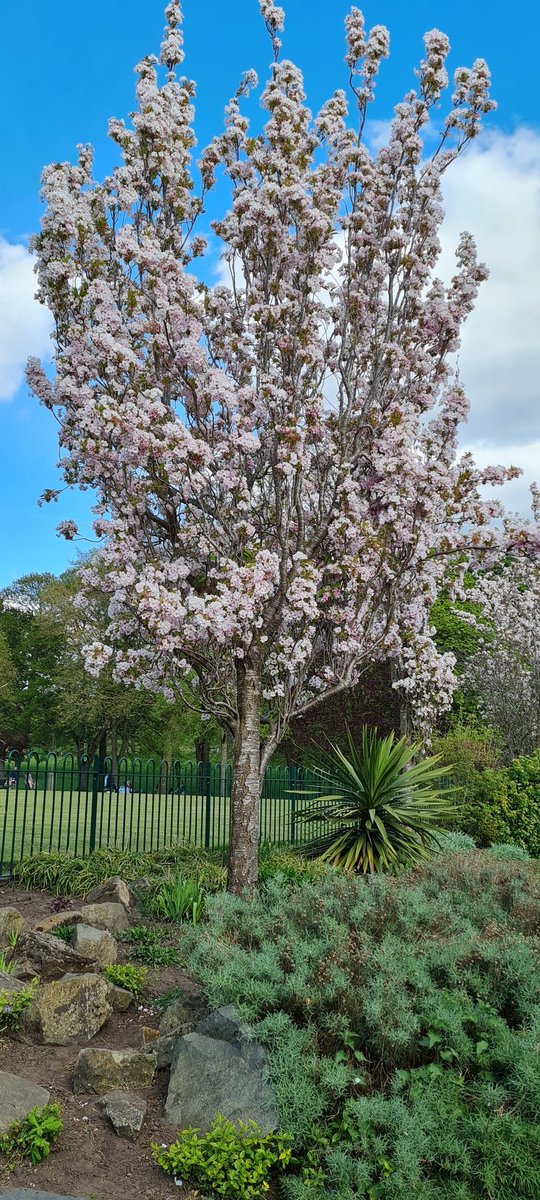 childe01's tweet photo. At St Mary Stevens park, Stourbridge #BlossomWatch https://t.co/zoqIkpa8IC