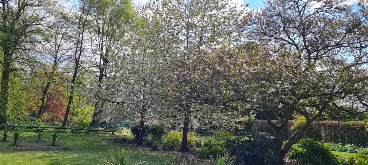 childe01's tweet photo. At St Mary Stevens park, Stourbridge #BlossomWatch https://t.co/zoqIkpa8IC