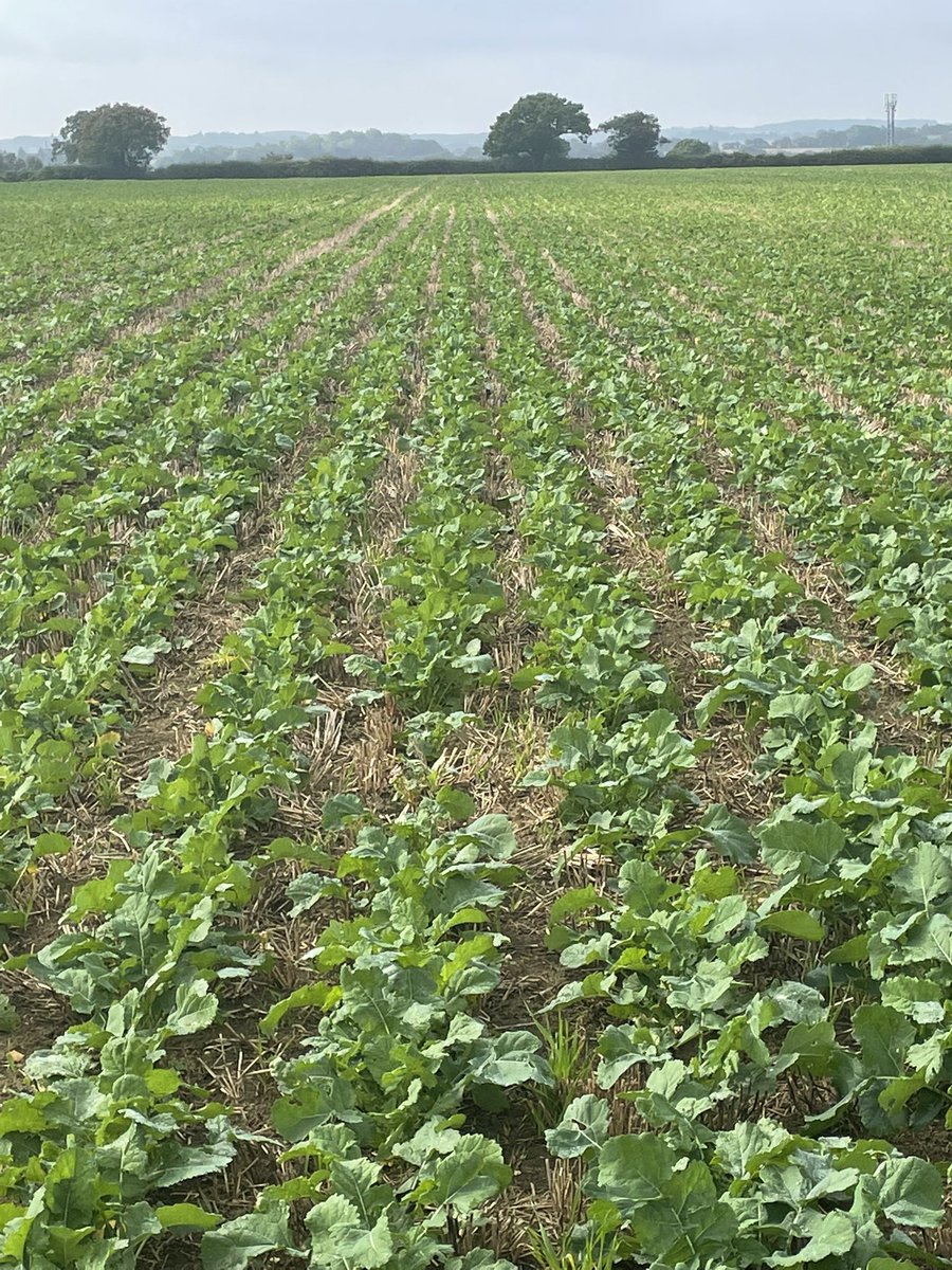 Jes_Squirrell's tweet photo. @No1FarmerJake @RTKfarmer @wheat_daddy @HarkerAndrew @McArthur_Agri @BaylisChris @bleating_lamb @fowell103 Agree re all these things. Did all that bar DD (although establishment was 1 pass) no in row nutrition and muck (the new rules literally mucked that up) drilled early (after WB), but had DAP, companions failed, chopped straw (highish stubble) rolled *2.
But #RWSW is another level https://t.co/A5yGYHOxGH