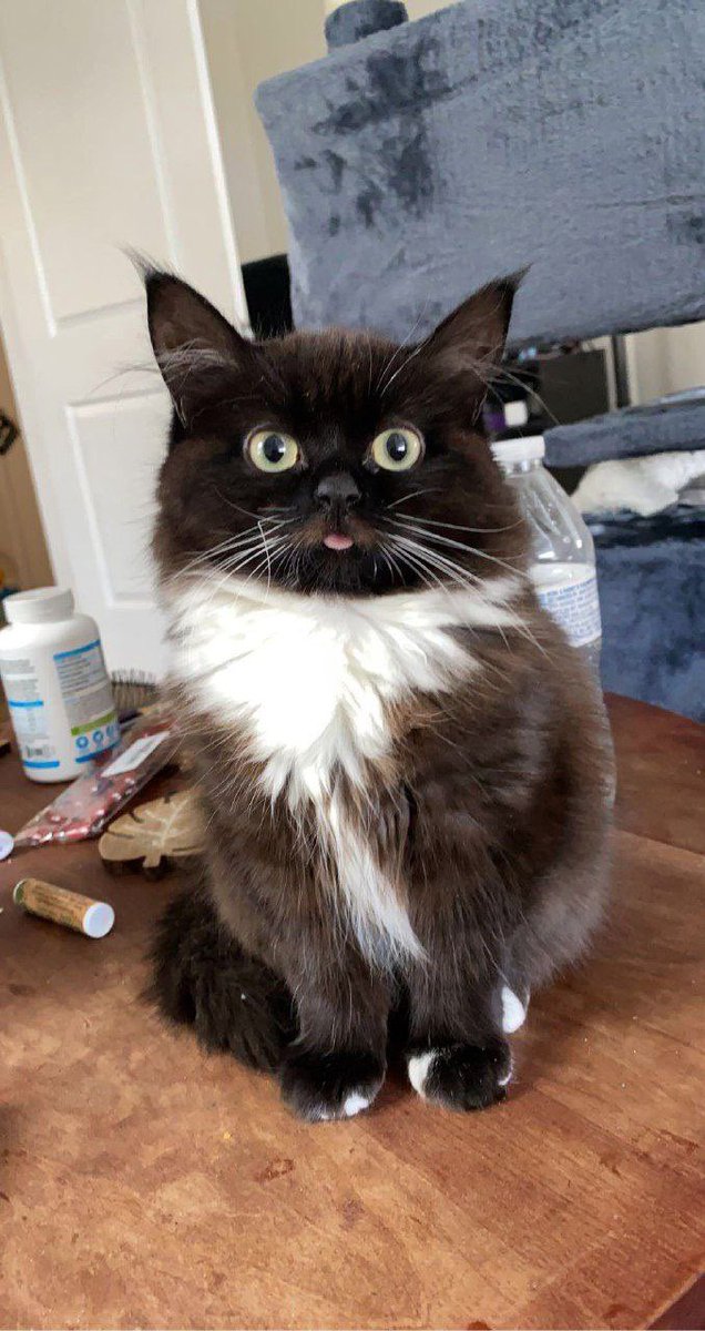 пакет tweet media