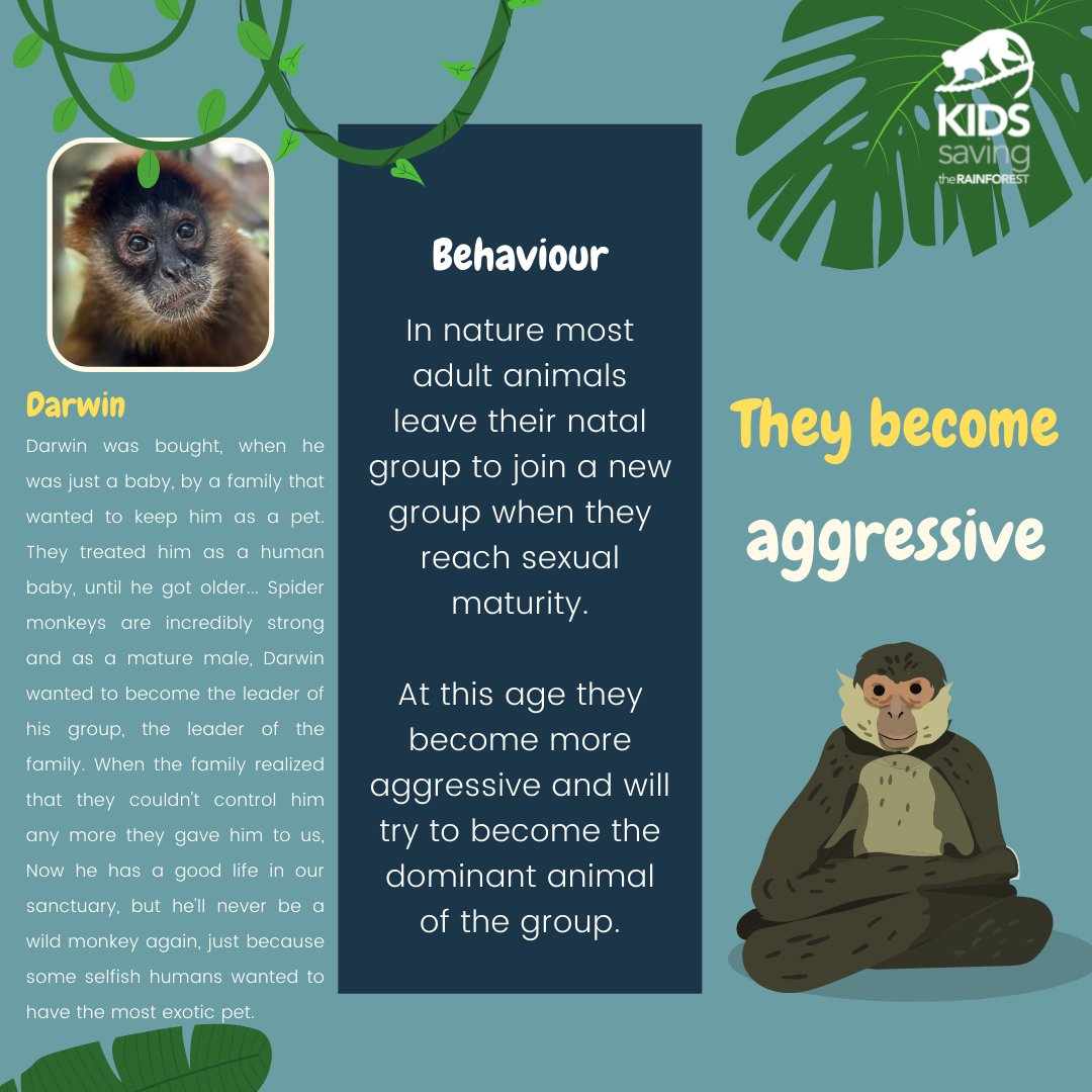 KSTRCR's tweet photo. Do you know why you should never have a primate as a pet?🧐

There are multiple reasons but the main ones are:

Can be dangerous⚠️ 

Has a great impact on wild populations 🐒 

No adaptation to the live in captivity🏡.

Check the photos to know more about each of this reason.⬇️ https://t.co/T7vL9IaXt1