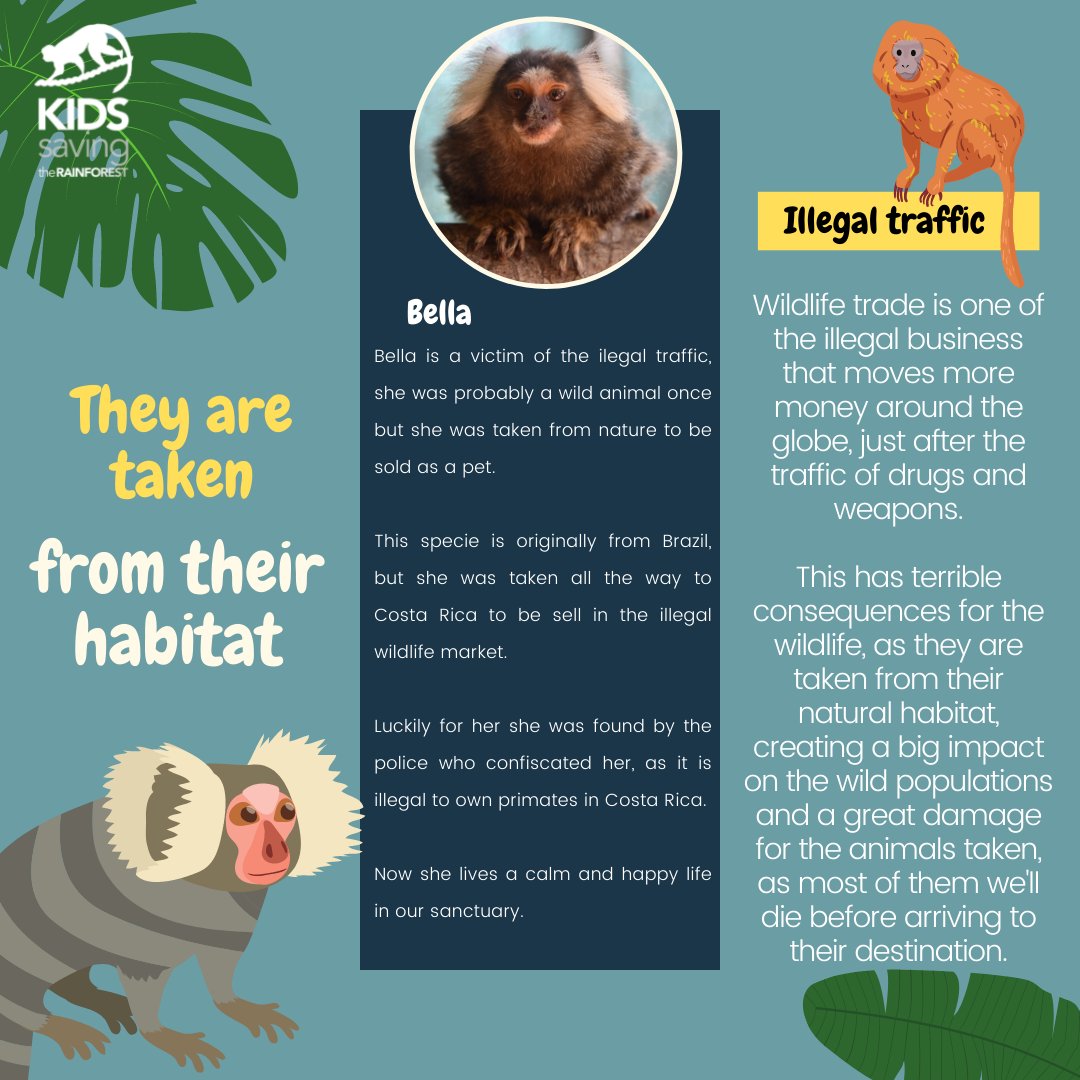 KSTRCR's tweet photo. Do you know why you should never have a primate as a pet?🧐

There are multiple reasons but the main ones are:

Can be dangerous⚠️ 

Has a great impact on wild populations 🐒 

No adaptation to the live in captivity🏡.

Check the photos to know more about each of this reason.⬇️ https://t.co/T7vL9IaXt1