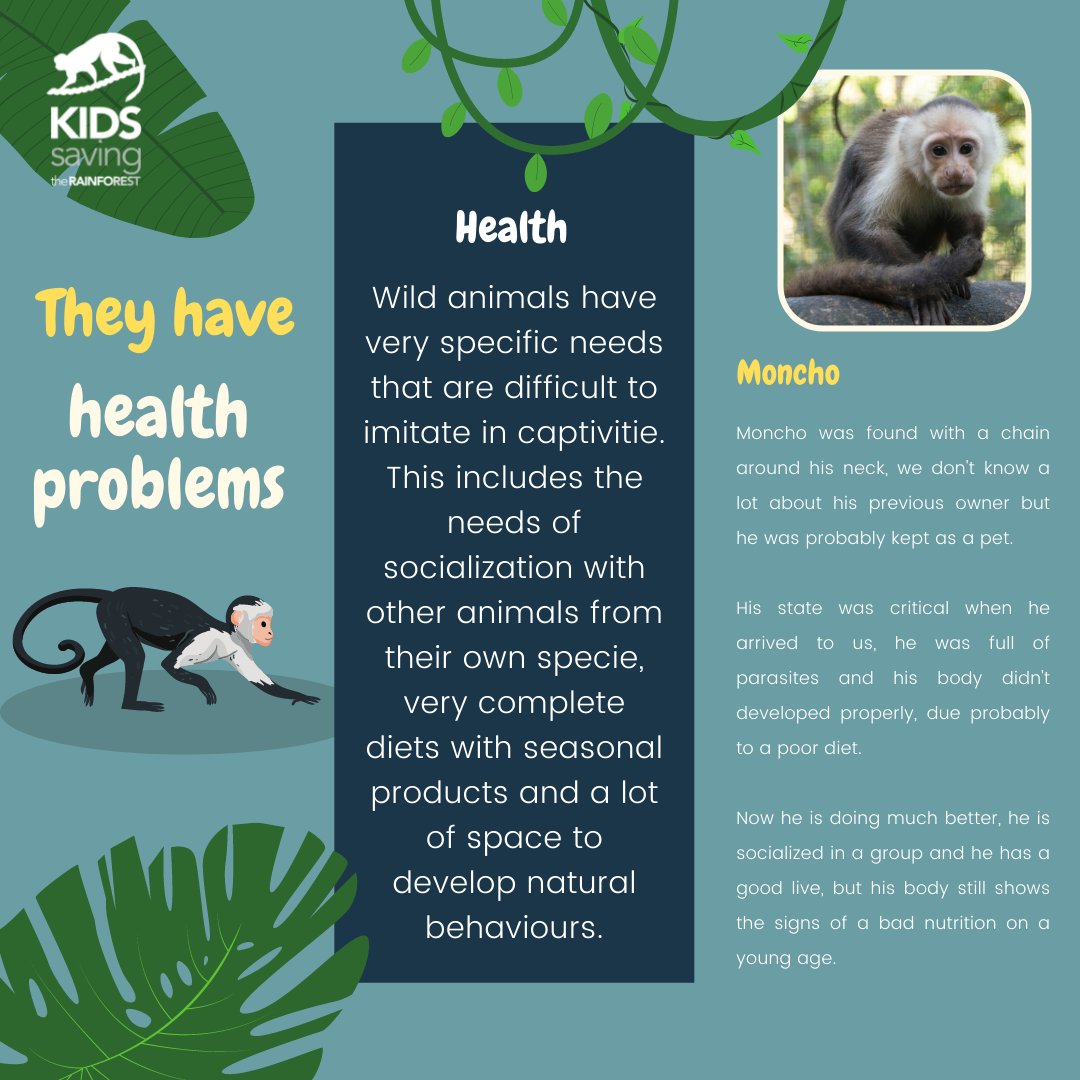 KSTRCR's tweet photo. Do you know why you should never have a primate as a pet?🧐

There are multiple reasons but the main ones are:

Can be dangerous⚠️ 

Has a great impact on wild populations 🐒 

No adaptation to the live in captivity🏡.

Check the photos to know more about each of this reason.⬇️ https://t.co/T7vL9IaXt1