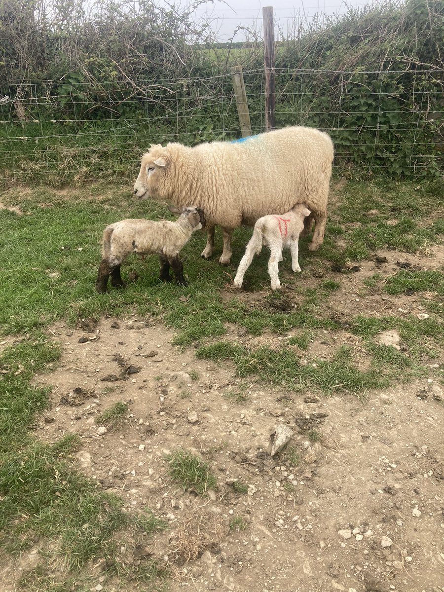 The Romney lamb was born one of a twin last evening to a one sided ewe , by lunchtime today a single bearing ewe had fostered it herself !