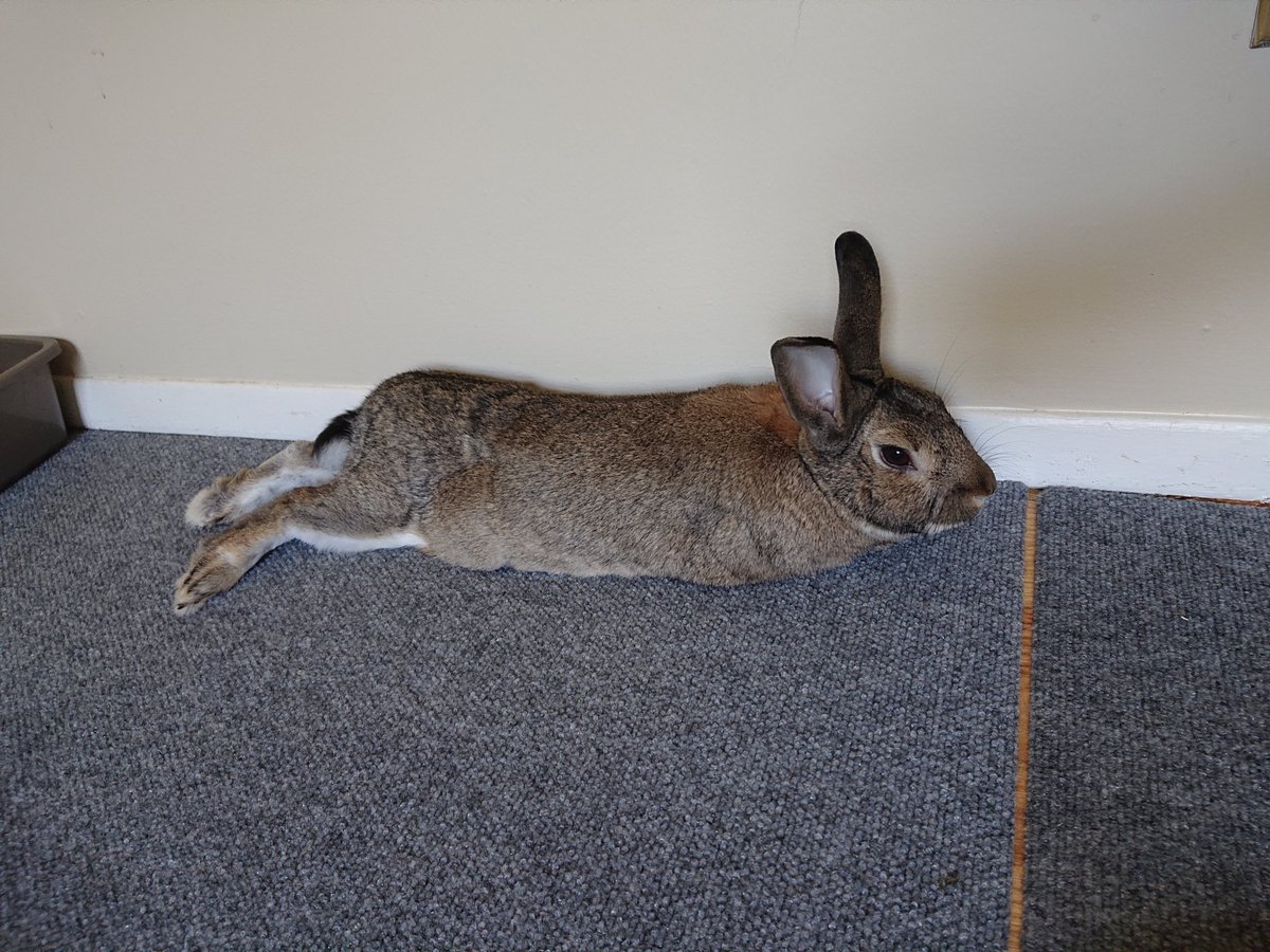 animalsofgb's tweet photo. Chillin https://t.co/ugunkykW3J
