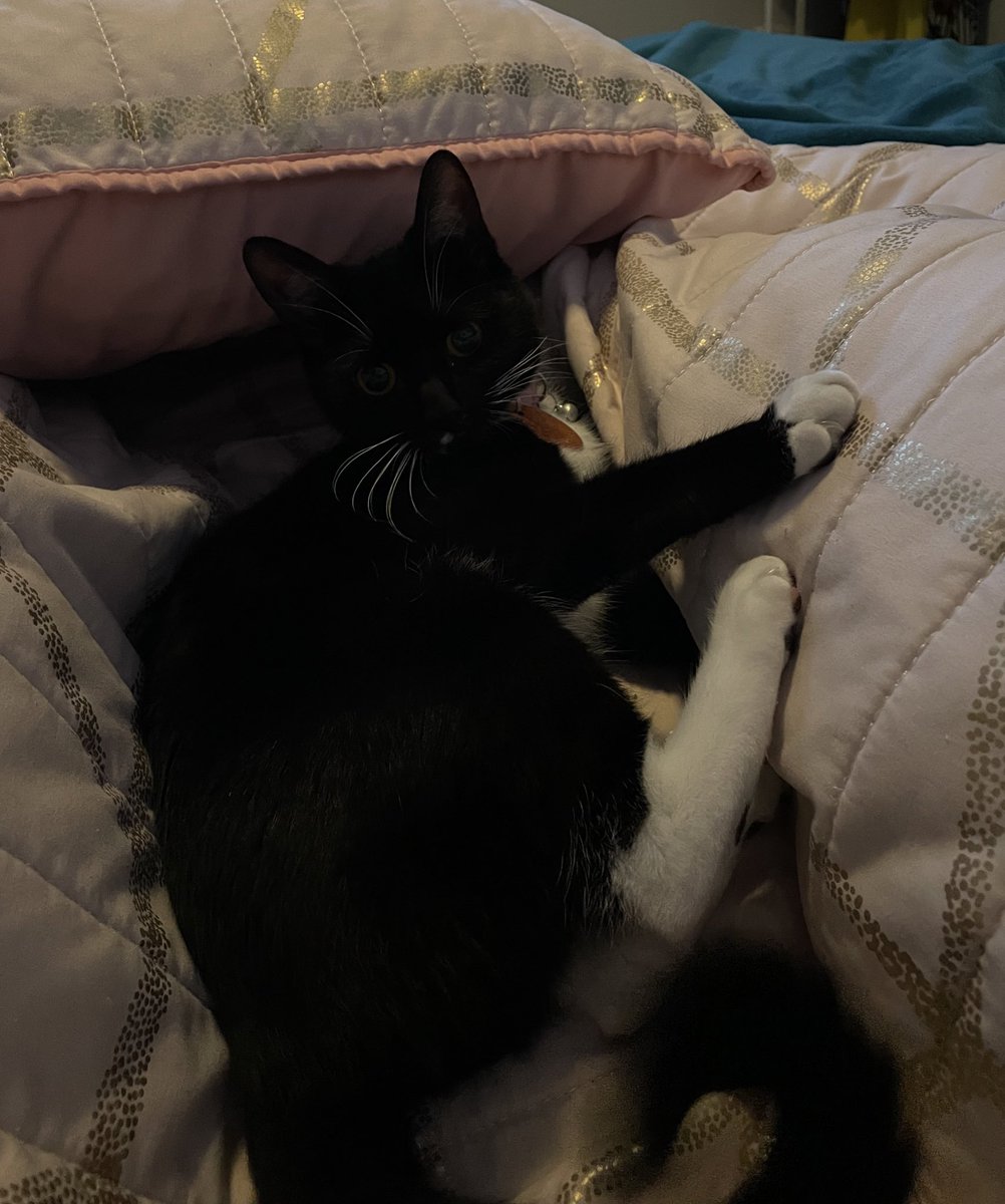 Purrfect
#CatsOfTwitter #CatsofTwittter