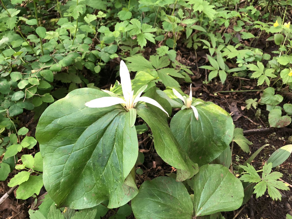 Brian Knaus tweet media