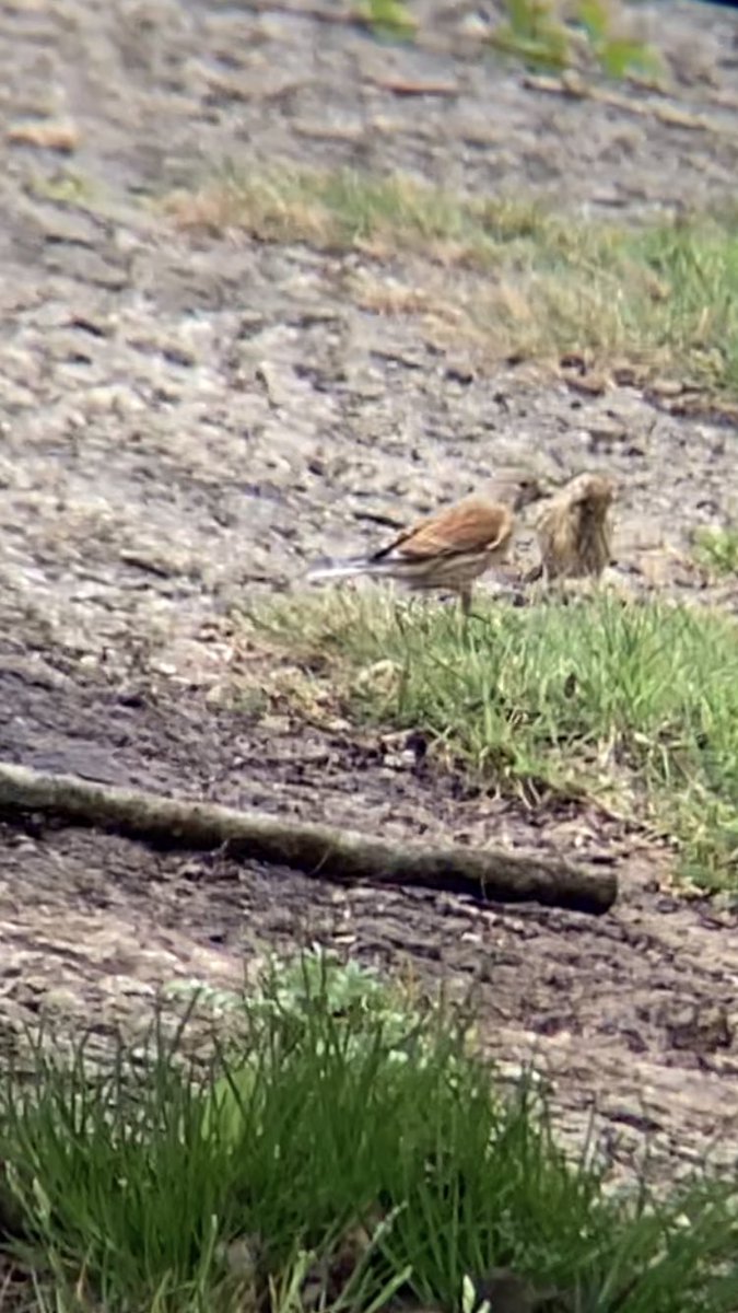 Mark65735856's tweet photo. Male and female #Linnet Taken with phone and binoculars today on #Roboroughdown #Plymouth #outdoors #nature #Devon #Roborough #Dartmoor #TwitterNatureCommunity #nature #NaturePhotography #birdphotography #wildlifephotography #Birds #Wildlife #britishbirds https://t.co/ywjIyZm2bM