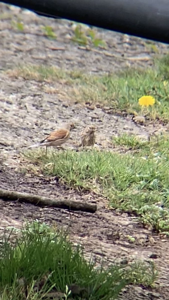 Mark65735856's tweet photo. Male and female #Linnet Taken with phone and binoculars today on #Roboroughdown #Plymouth #outdoors #nature #Devon #Roborough #Dartmoor #TwitterNatureCommunity #nature #NaturePhotography #birdphotography #wildlifephotography #Birds #Wildlife #britishbirds https://t.co/ywjIyZm2bM