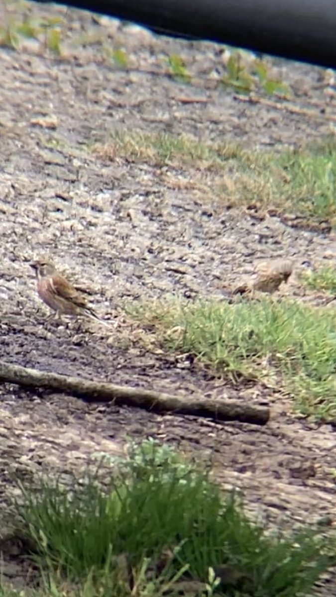 Mark65735856's tweet photo. Male and female #Linnet Taken with phone and binoculars today on #Roboroughdown #Plymouth #outdoors #nature #Devon #Roborough #Dartmoor #TwitterNatureCommunity #nature #NaturePhotography #birdphotography #wildlifephotography #Birds #Wildlife #britishbirds https://t.co/ywjIyZm2bM